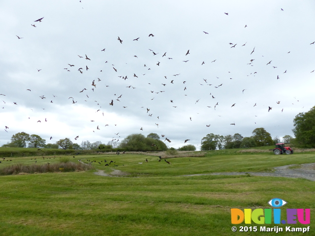 FZ015475 Red kites (Milvus milvus)